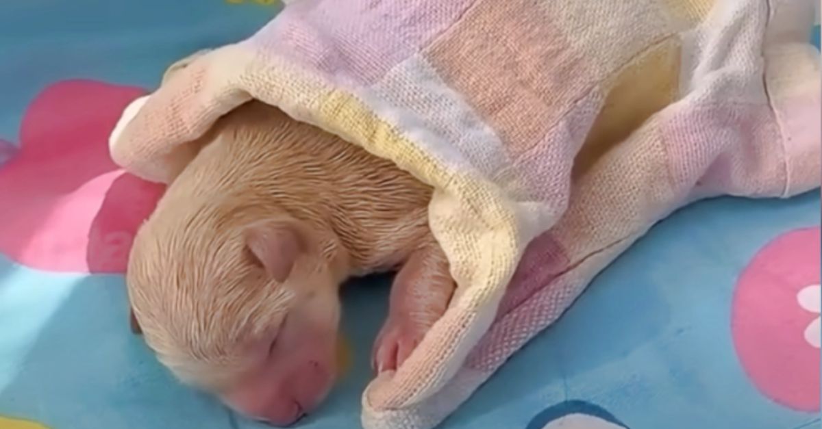 Girl Discovers Newborn Puppy on the Ground While Riding Her Bike