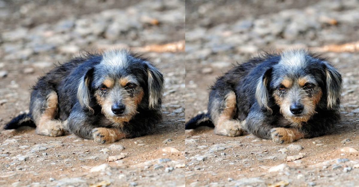 Han - The little dog hopes someone will adopt her and give her a birthday cake