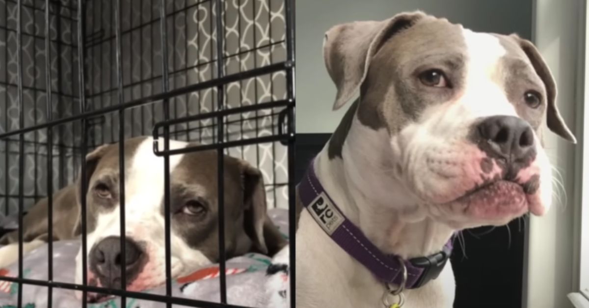 Heartbreaking cries of abandoned dog Stella echo through Atlanta's streets