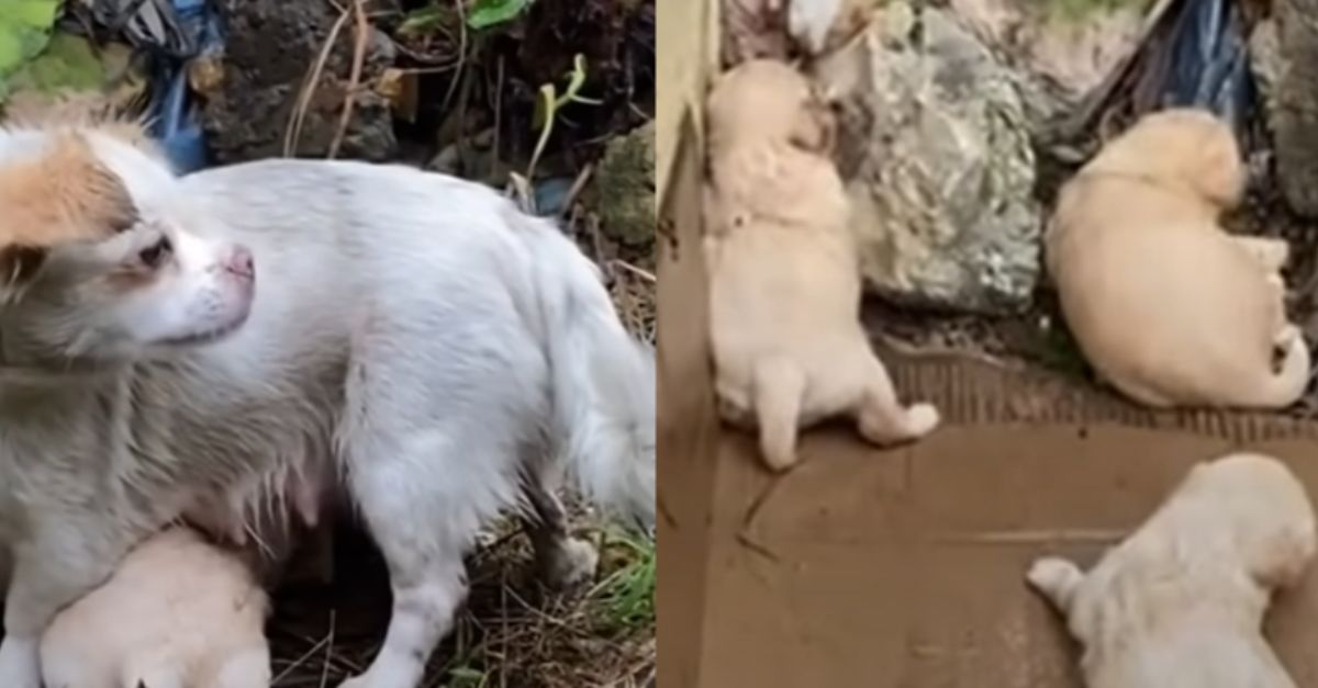 Hungry Mother Dog Cuddles Her Crying Puppies in the Rain for Warmth