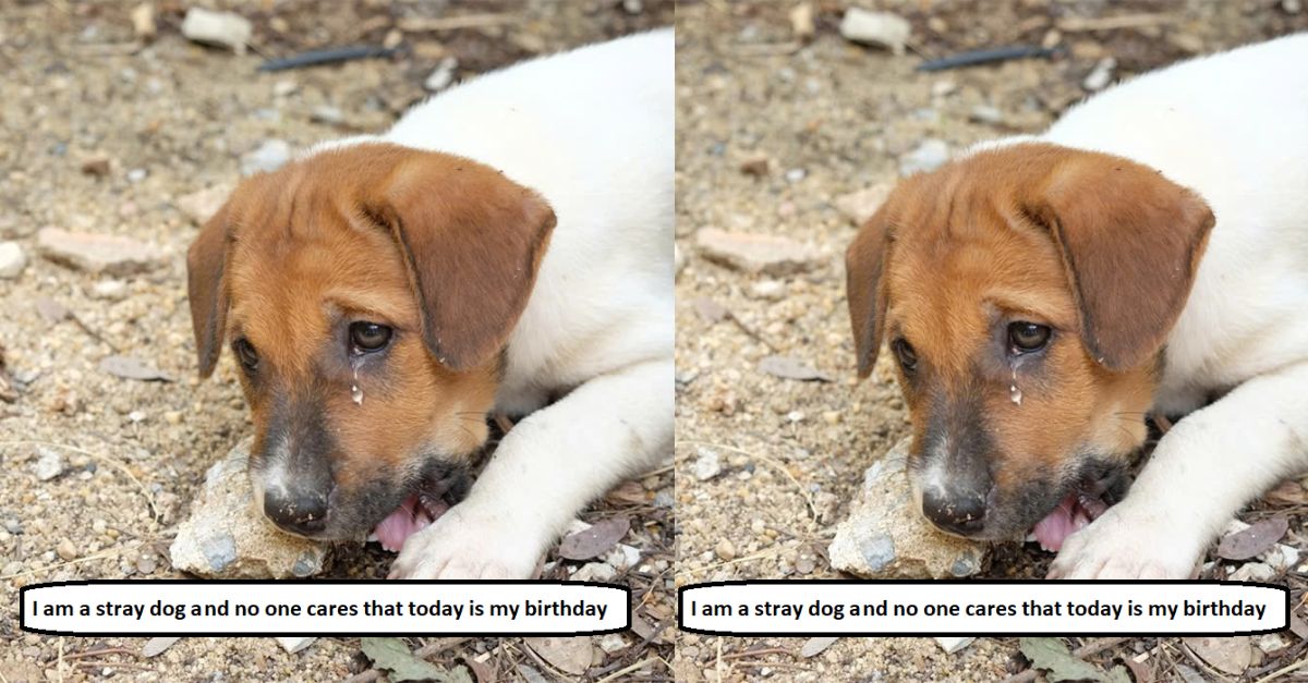 I am a stray dog ​​and no one cares that today is my birthday