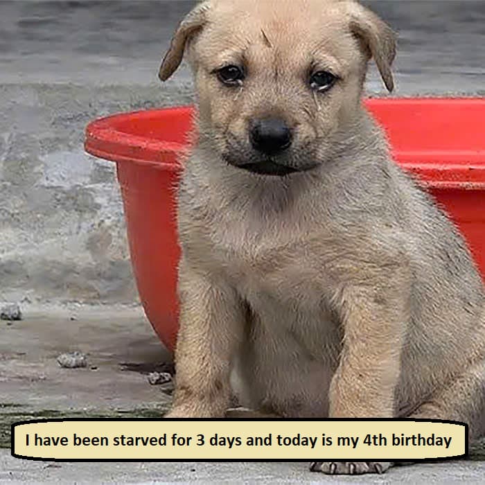 I have been starved for 3 days and today is my 4th birthday