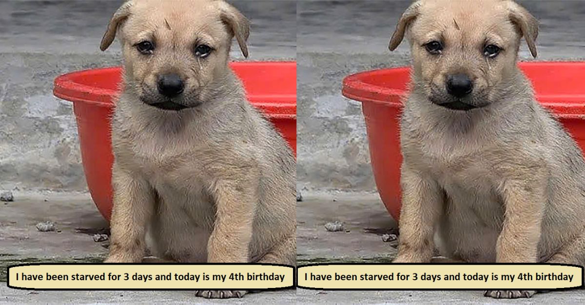 I have been starved for 3 days and today is my 4th birthday