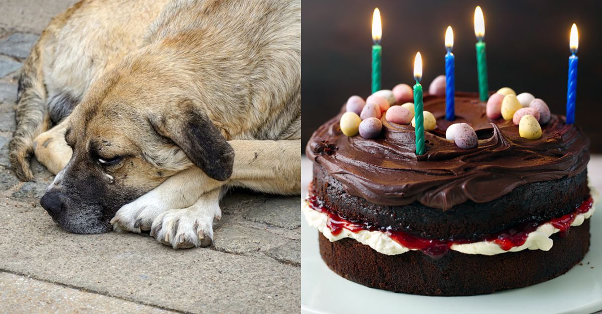 I used to have a happy family but now I’m just a homeless dog who has to celebrate his birthday alone