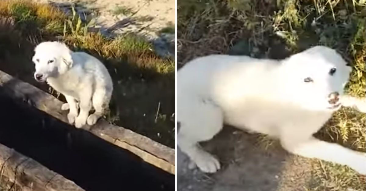  Joyful stray pup thrilled to be rescued, eager for loving belly rubs