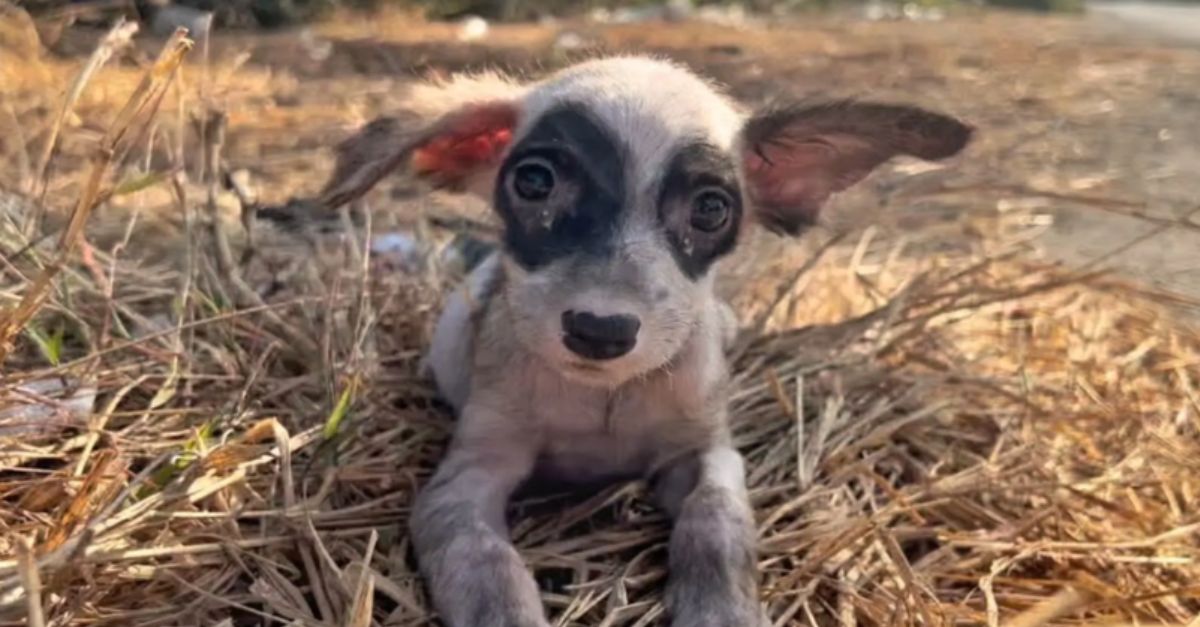 Kind Man Finds Stray Puppy and Gives Her a Loving Forever Home