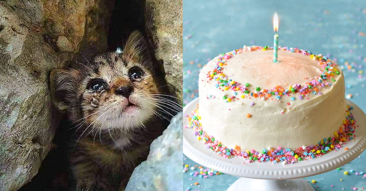 Kitten Abandoned in Cliff and Owner Says Today Is Her 2nd Birthday