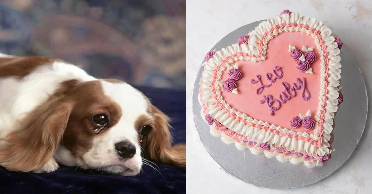 Leo – The dog who was happy on his birthday last year but this year has on the shelter