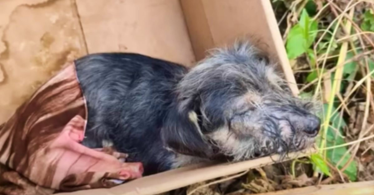 Little Dog’s ‘Box Of Misery’ Turned Into A Beacon Of Hope