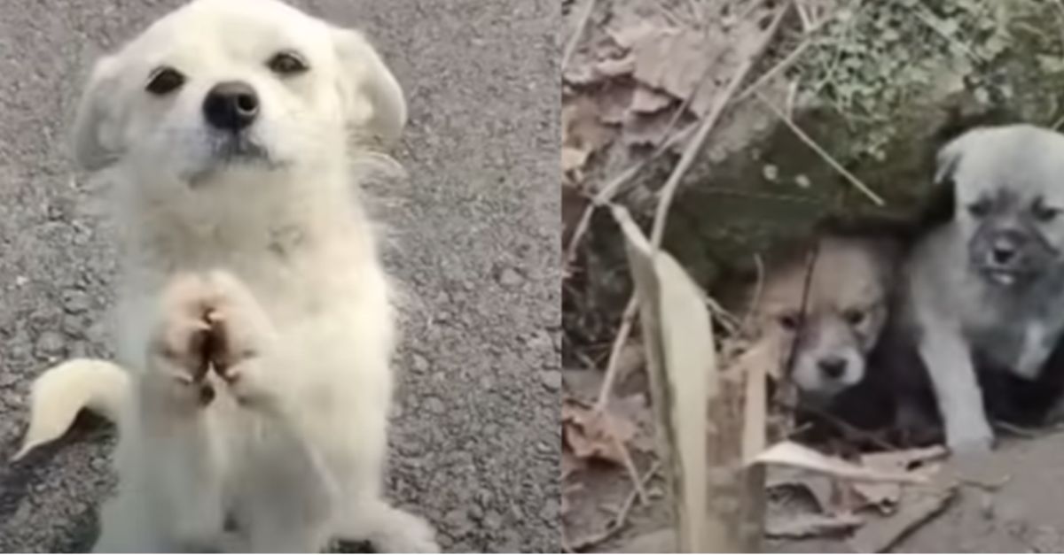 Mama dog halts traffic, begging for food to feed her pups