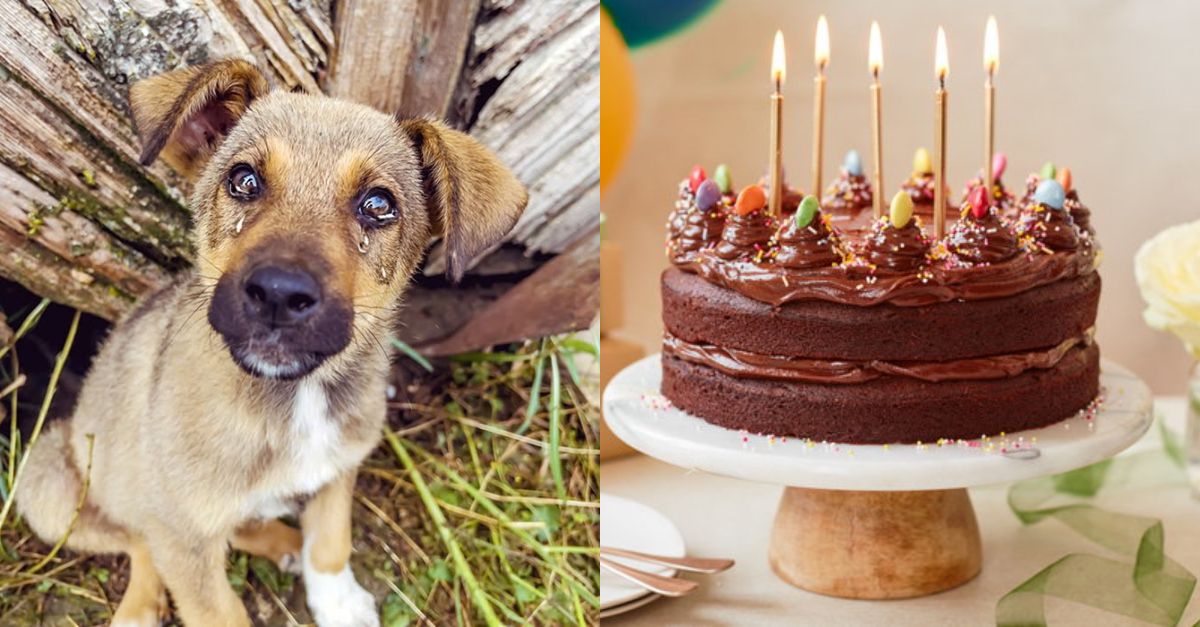 My dream is to have a chocolate birthday cake today but I’m just a homeless dog