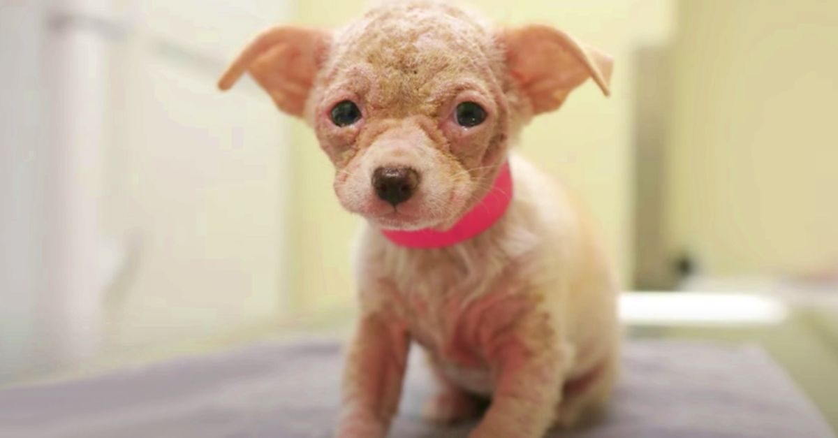 Naked Pup, Never Seen Sunlight, Endures Chilly Nights Amid Trash Bins