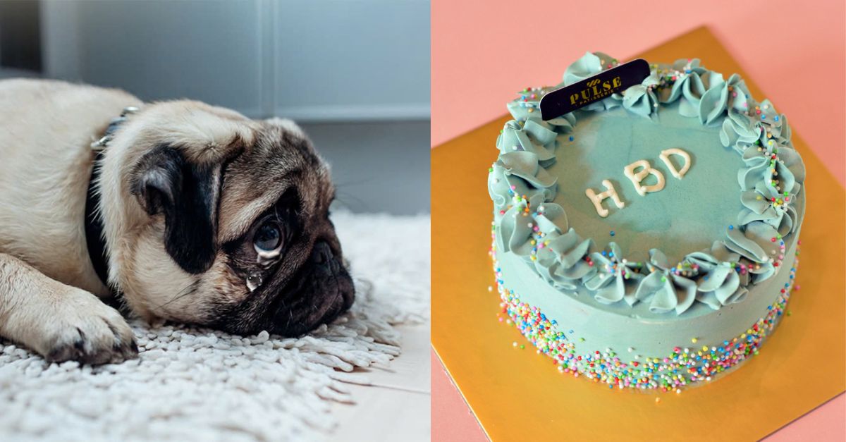 Pam – The little dog wants attention from everyone on his birthday