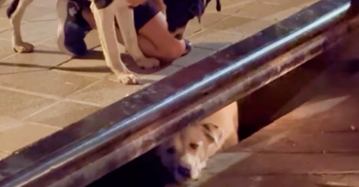 People hear a stray yelping by a sewer, look down, and find his buddy trapped below