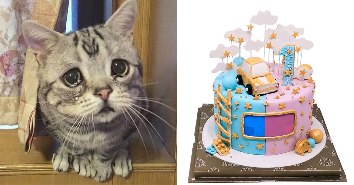 Poor kitten is crying because no one remembered his birthday