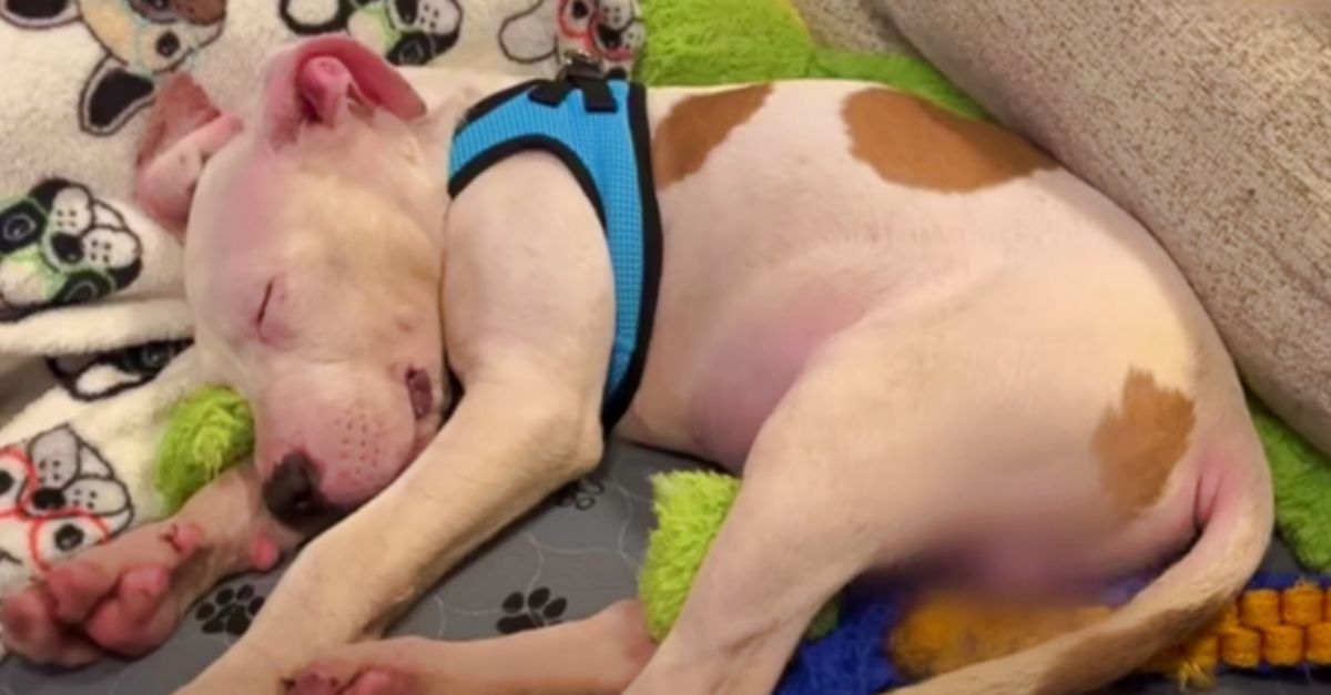 Puppy Abandoned on Busy Interstate Now Sleeps Comfortably in His Bed