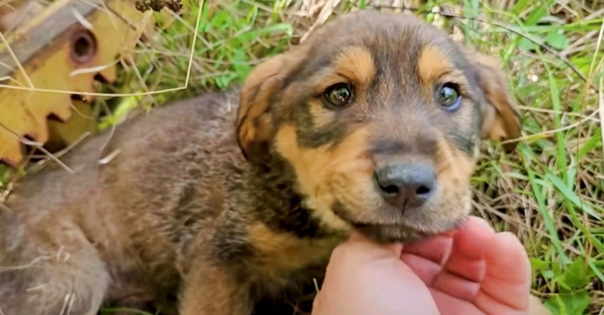 Puppy's sad eyes light up as the man lifts his face, promising to heal him