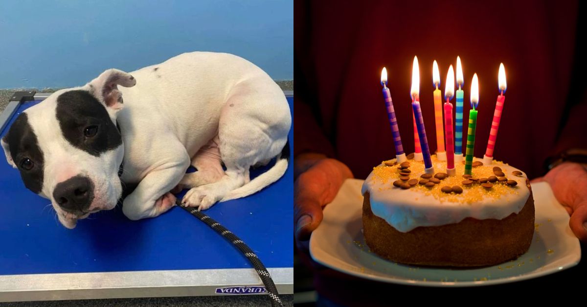 Ran is a good dog in the shelter, he deserves a cozy birthday party