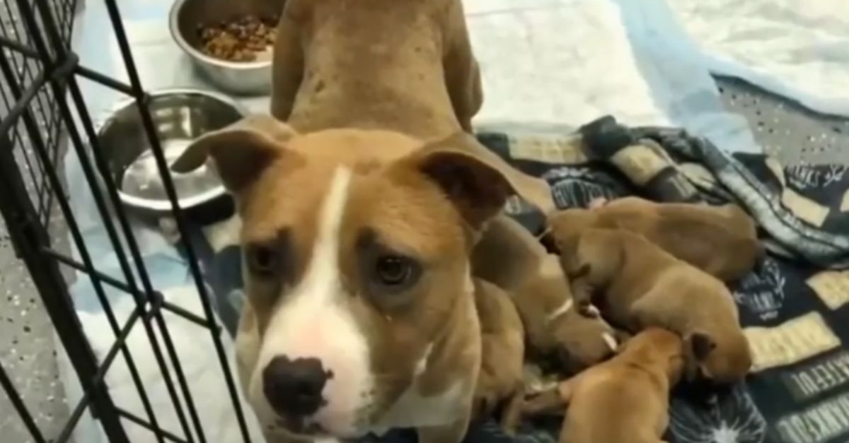 Rescued dogs start fresh with foster care after being discovered in a suitcase