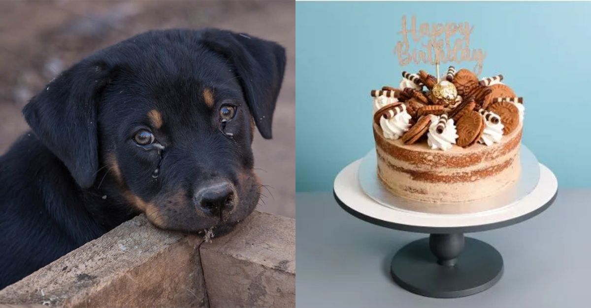 Ron wanted a birthday cake but she didn't have anyone to adopt her