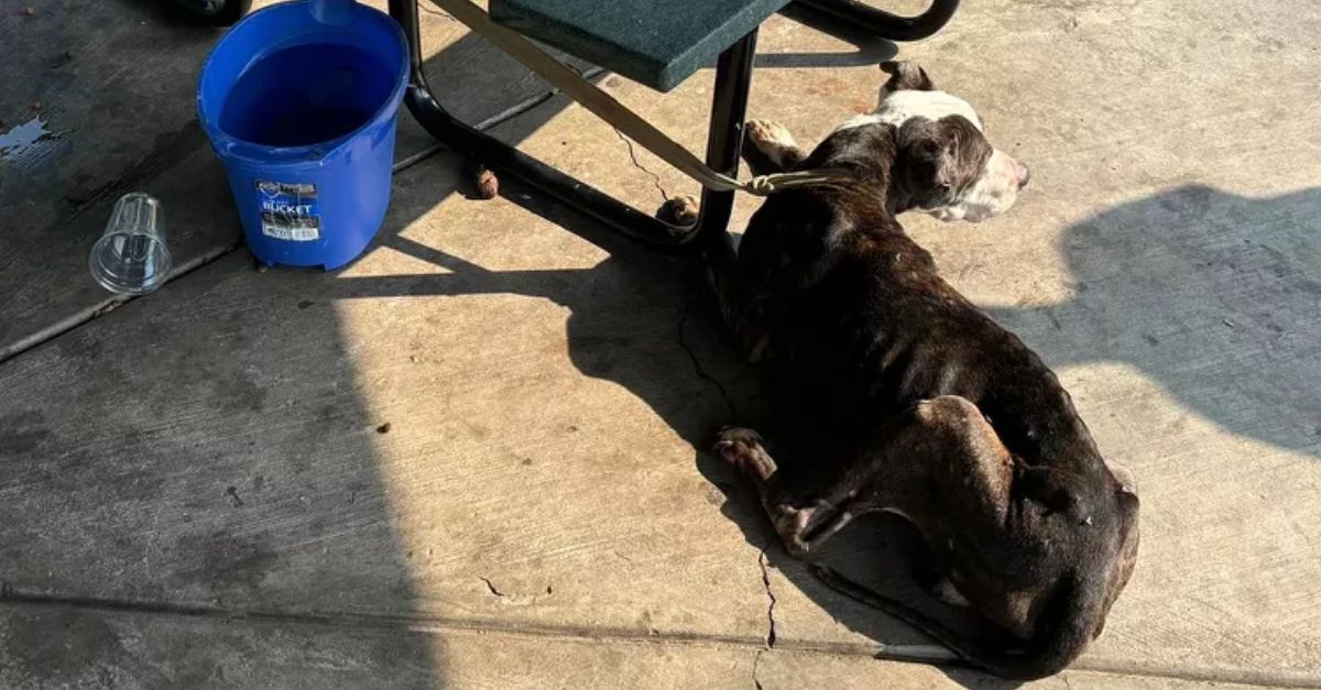 Senior dog abandoned in N.Y., tied to picnic table with a note saying he’s a ‘good boy.’