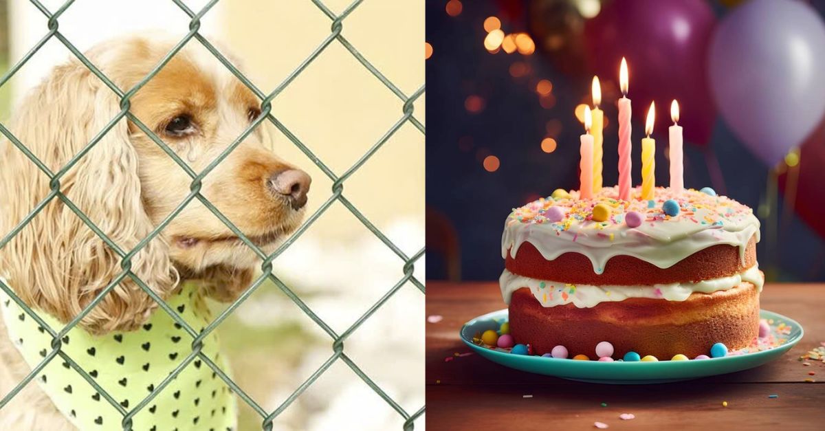 Since I had to stay in the shelter, I could only imagine a cozy birthday party