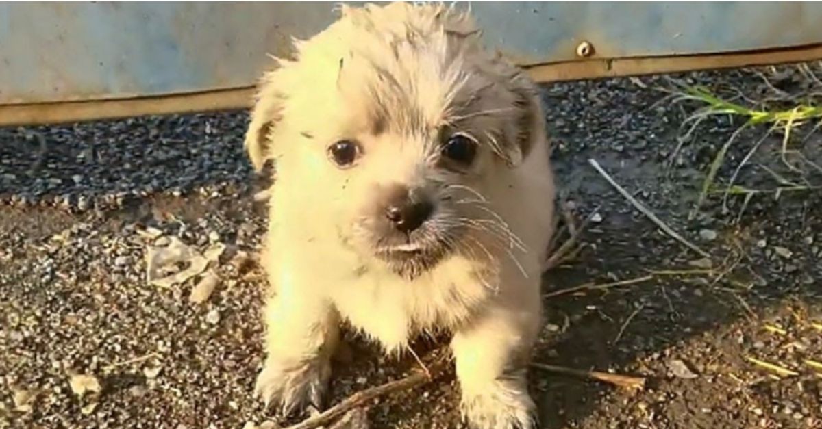 Starving Puppy Needed Help But Refused to Leave Her Beloved Companion