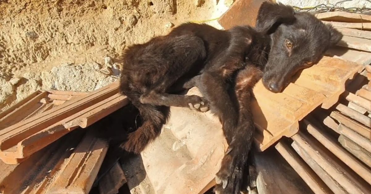 Starving dog discovered in a rundown garage yard wags her tail as they come near