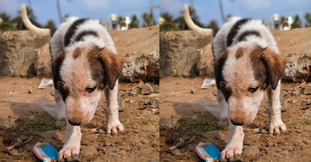 Ted - A homeless dog living in a wasteland looking for food on his birthday