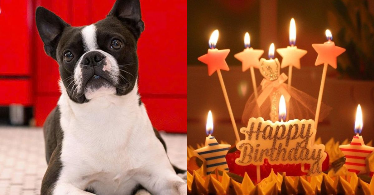 Teddy – The poor stray dog ​​had to stay on the street on his 6th birthday