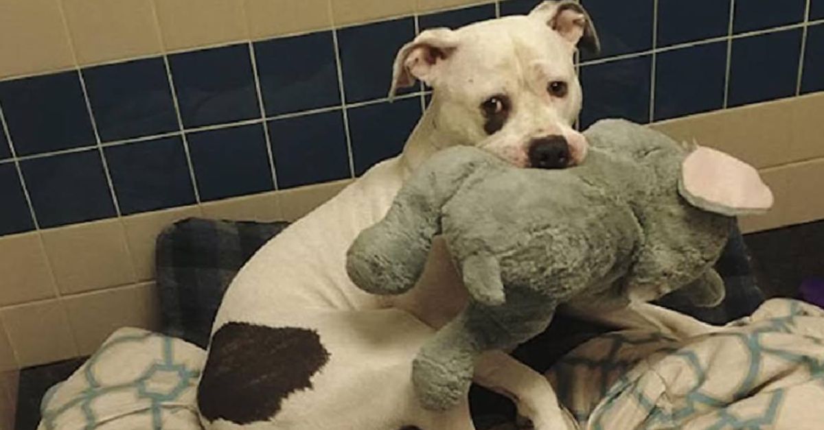 Terrified Pup Held Stuffed Elephant Tight While Awaiting Euthanasia