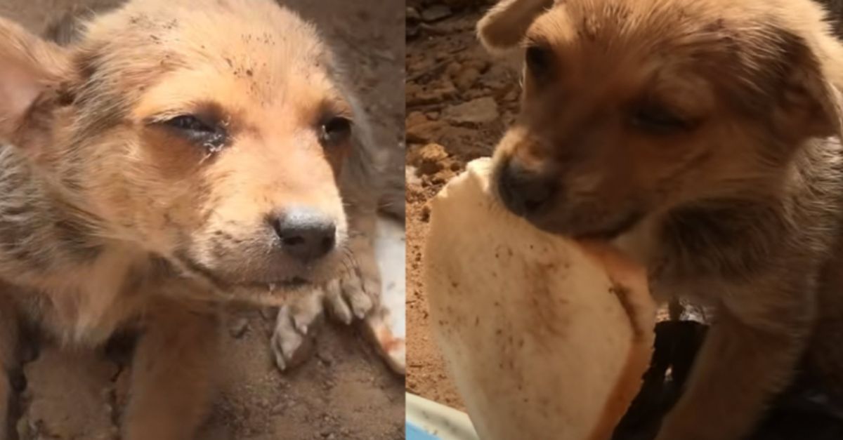 The puppy carried a slice of bread, knowing it might be his last meal