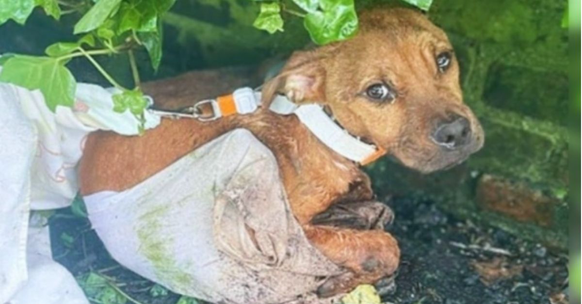 Thin, Injured Puppy Wrapped in a T-Shirt and Tied to a Fence