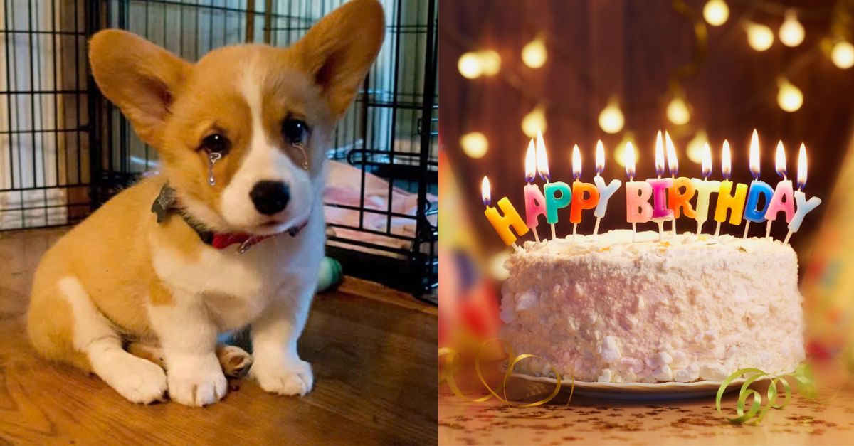 This adorable dog is 3 years old but still hasn't had a proper birthday with his family