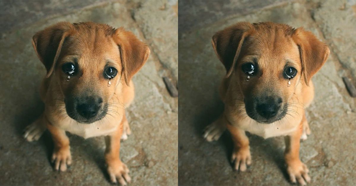 This poor stray dog ​​is standing in front of the birthday cake shop as if he is begging for something