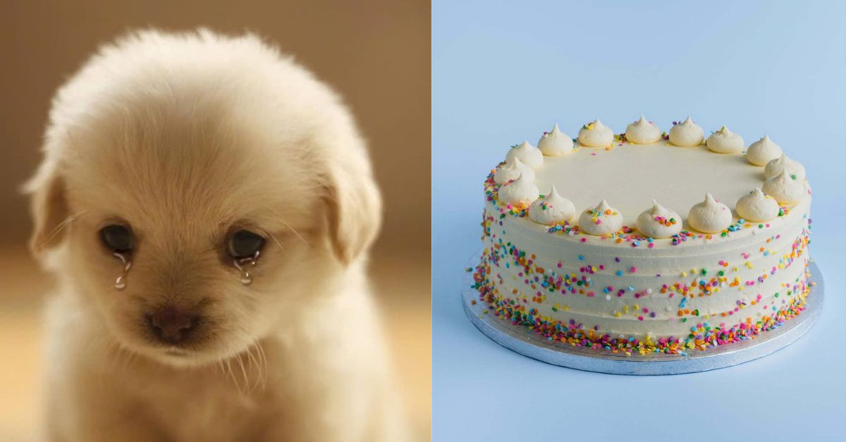 Tim - The snow white puppy is lonely on his birthday. Send him your wishes!