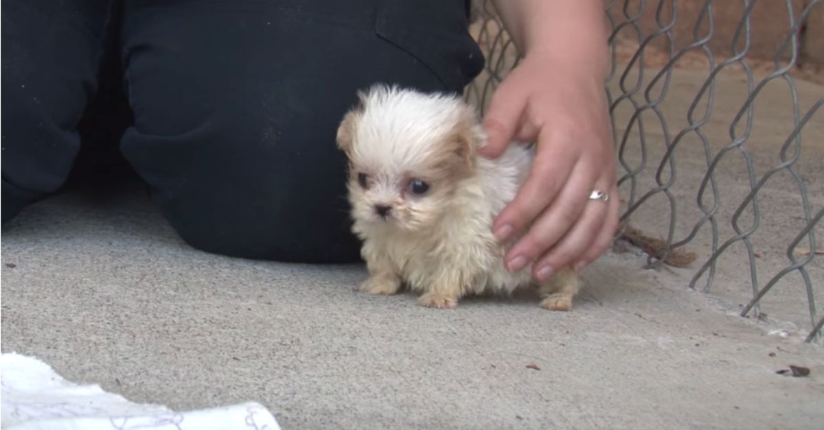 Tiny Pup Saved from Puppy Mill Meets New Friend to Begin Fresh Start