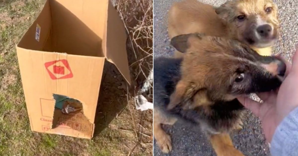 Woman on bakery run stops after spotting a box of puppies inside