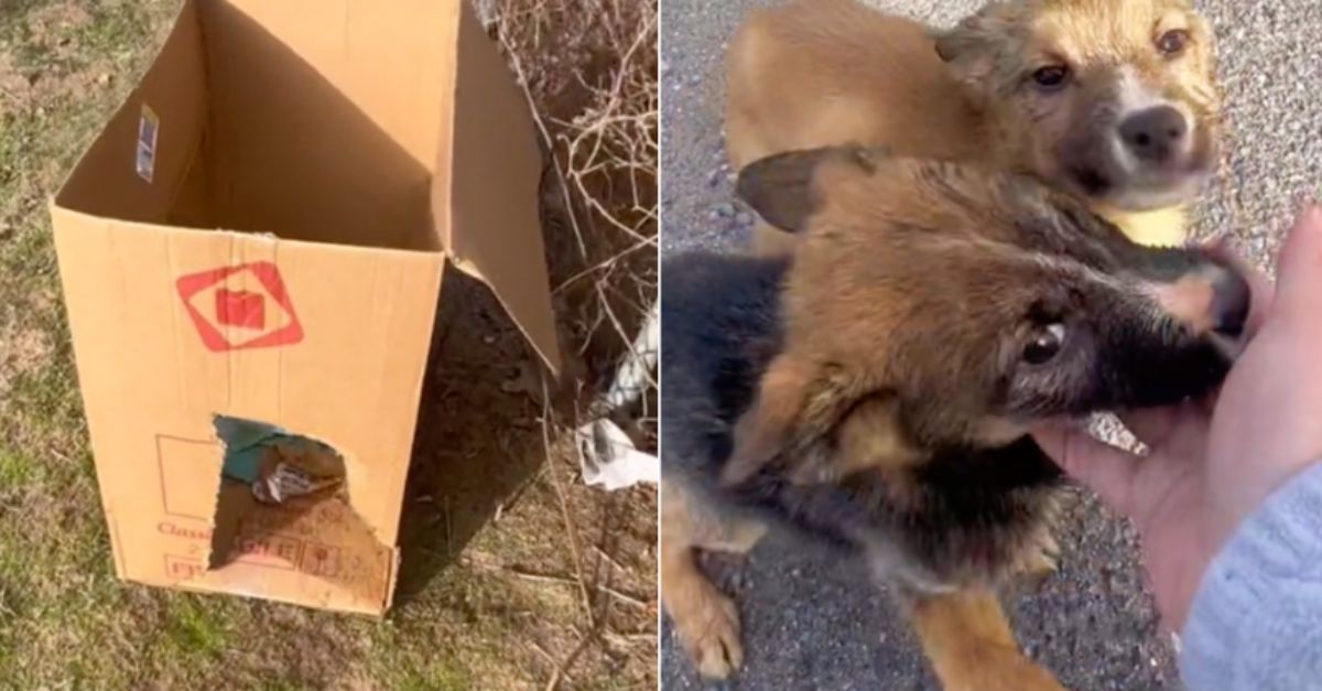 Woman on bakery run stops when she spots box of puppies in need of help