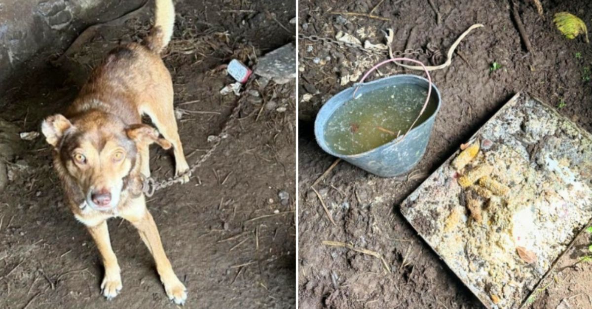 Workers Discover Dog Chained in Cave with Dirty Water and Rotten Food