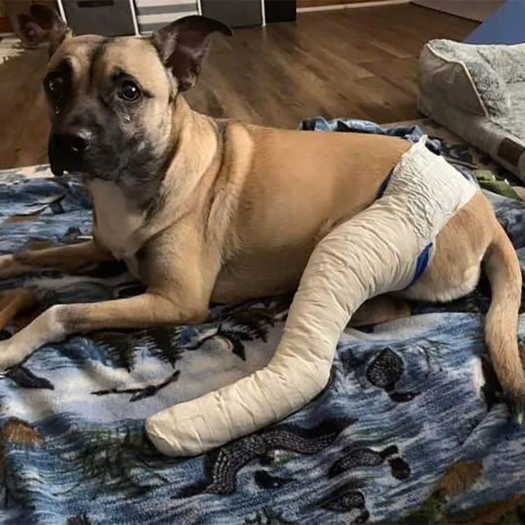 I just got back from having my leg bandaged. Today is my birthday, hope to receive good wishes from everyone