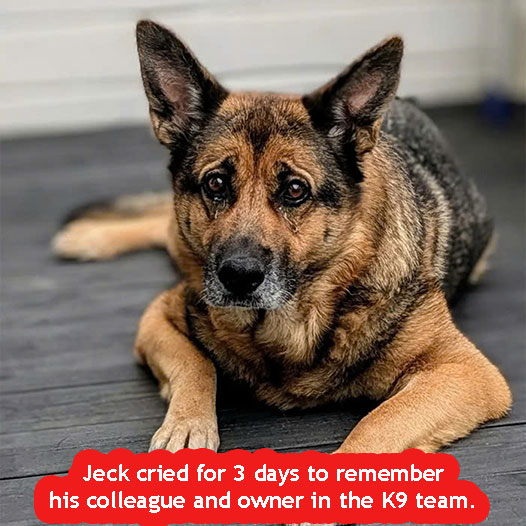 Jeck cried for 3 days to remember his colleague and owner in the K9 team.