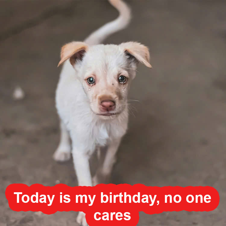 Snowy’s Birthday in the Rescue Camp