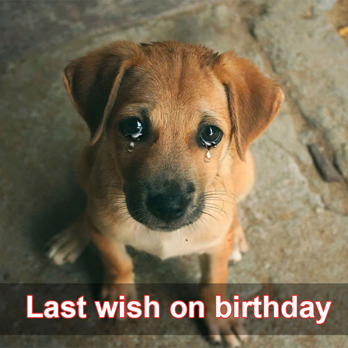 Hilo’s Last Wish on His Birthday Before Becoming a Homeless Dog