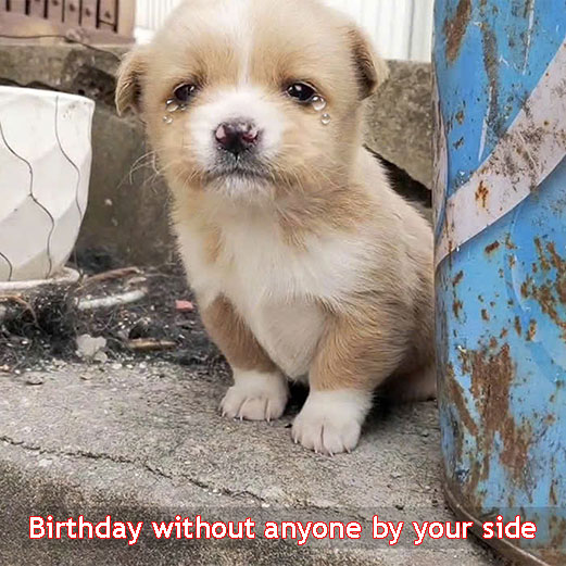 Birthday Story: A Little Dog Abandoned in an Alley