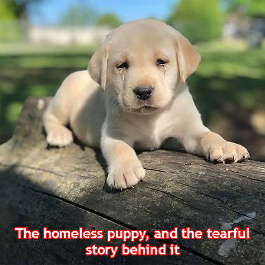 The homeless puppy, and the tearful story behind it