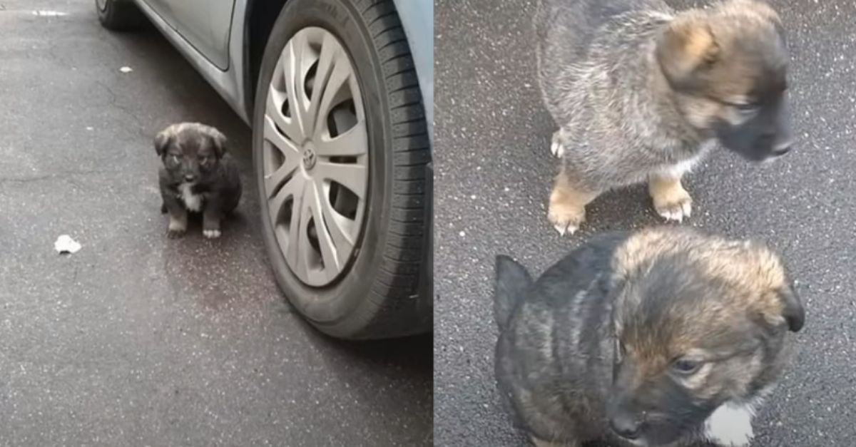 ‘Petrified’ Puppies Hiding by Wall Caught Woman’s Attention, Changing Everything