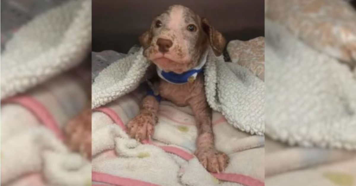 Puppy with severe skin infection fought to survive and then met a wonderful person