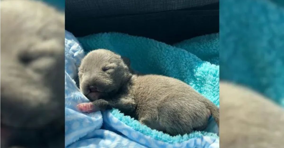 Rescuers from Virginia discovered a puppy born without a nose and provided him with a new opportunity for life