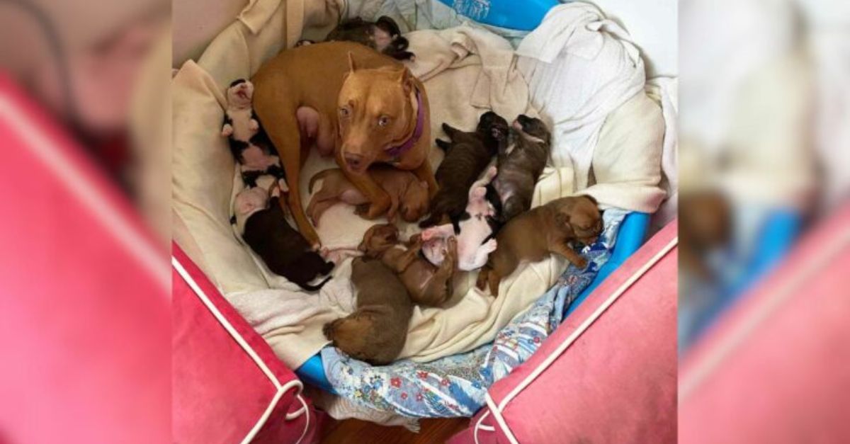 This compassionate mother embraced every foster puppy she encountered throughout her 1,263-day journey in search of a permanent home